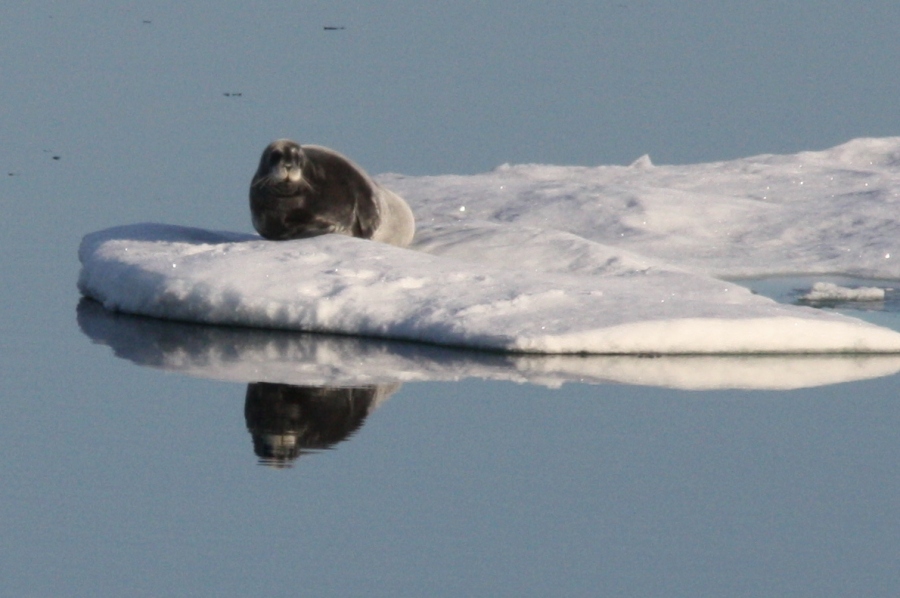 Bearded Seal Nares Strait